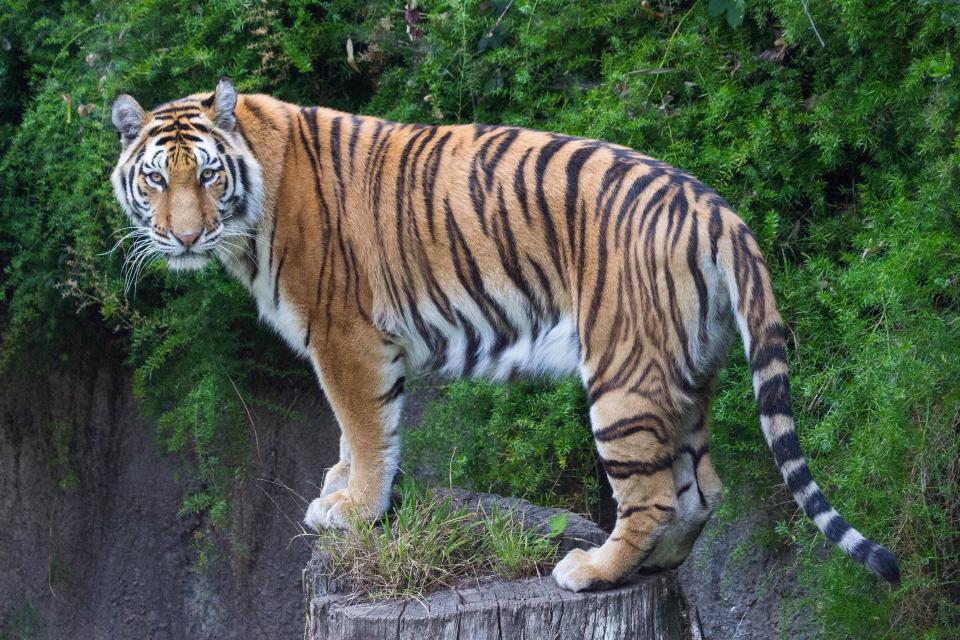 Tiger On A Log | Shutterbug